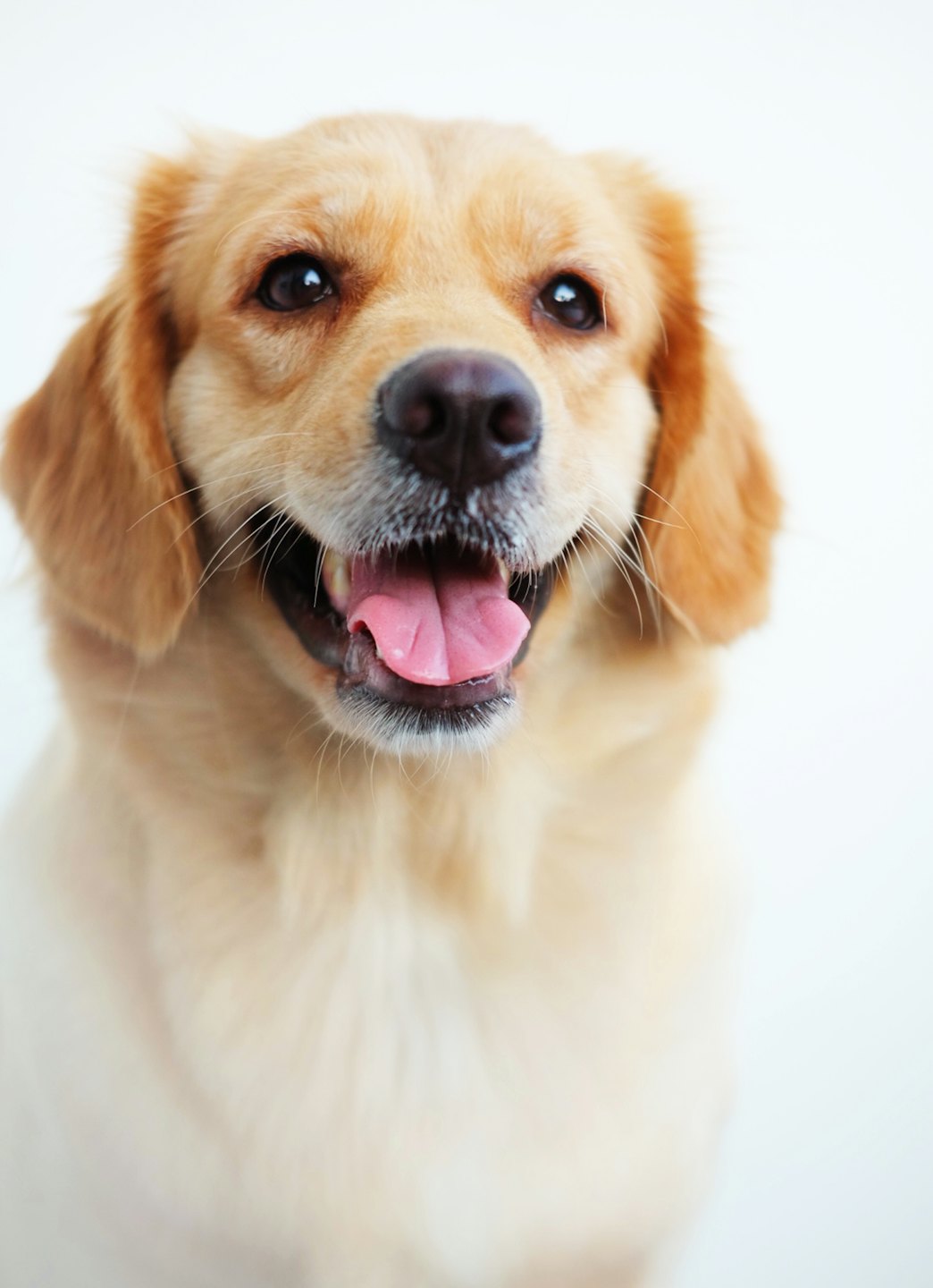 Happy Golden Retriever dog with pink tongue showing.