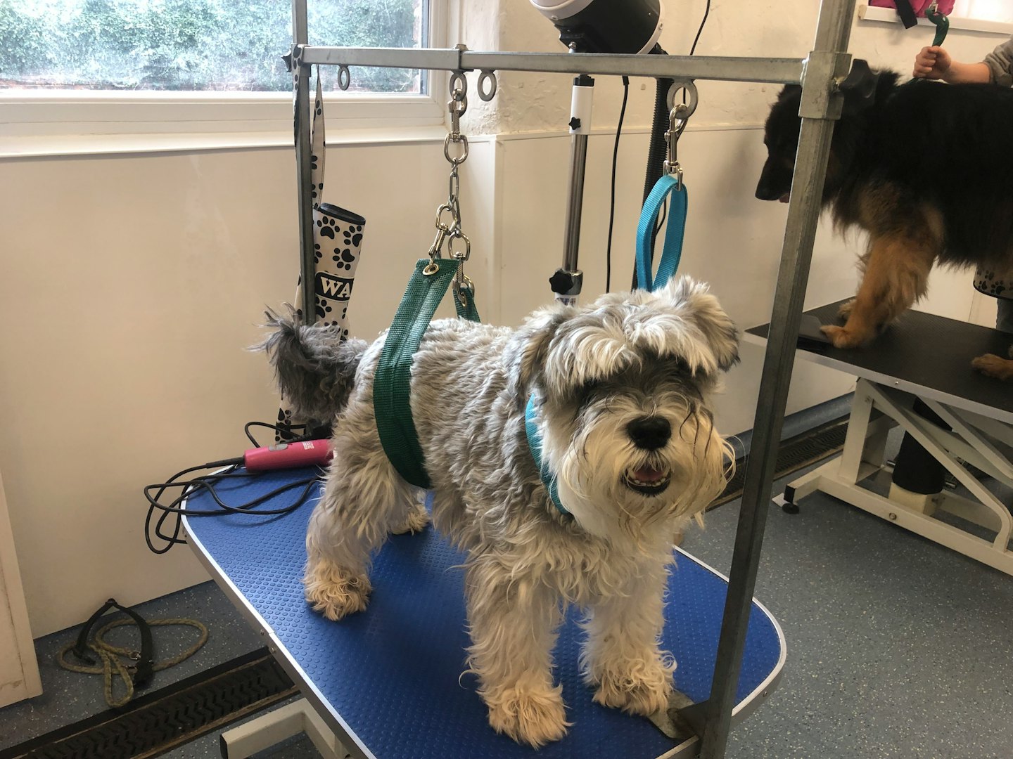 A grey schnauzer stands secured on a professional grooming table.