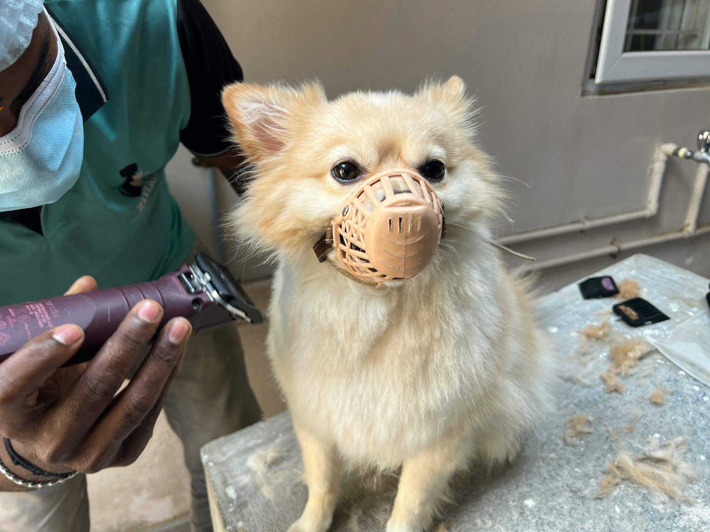 Fluffy Pomeranian dog sits on grooming table during grooming session.