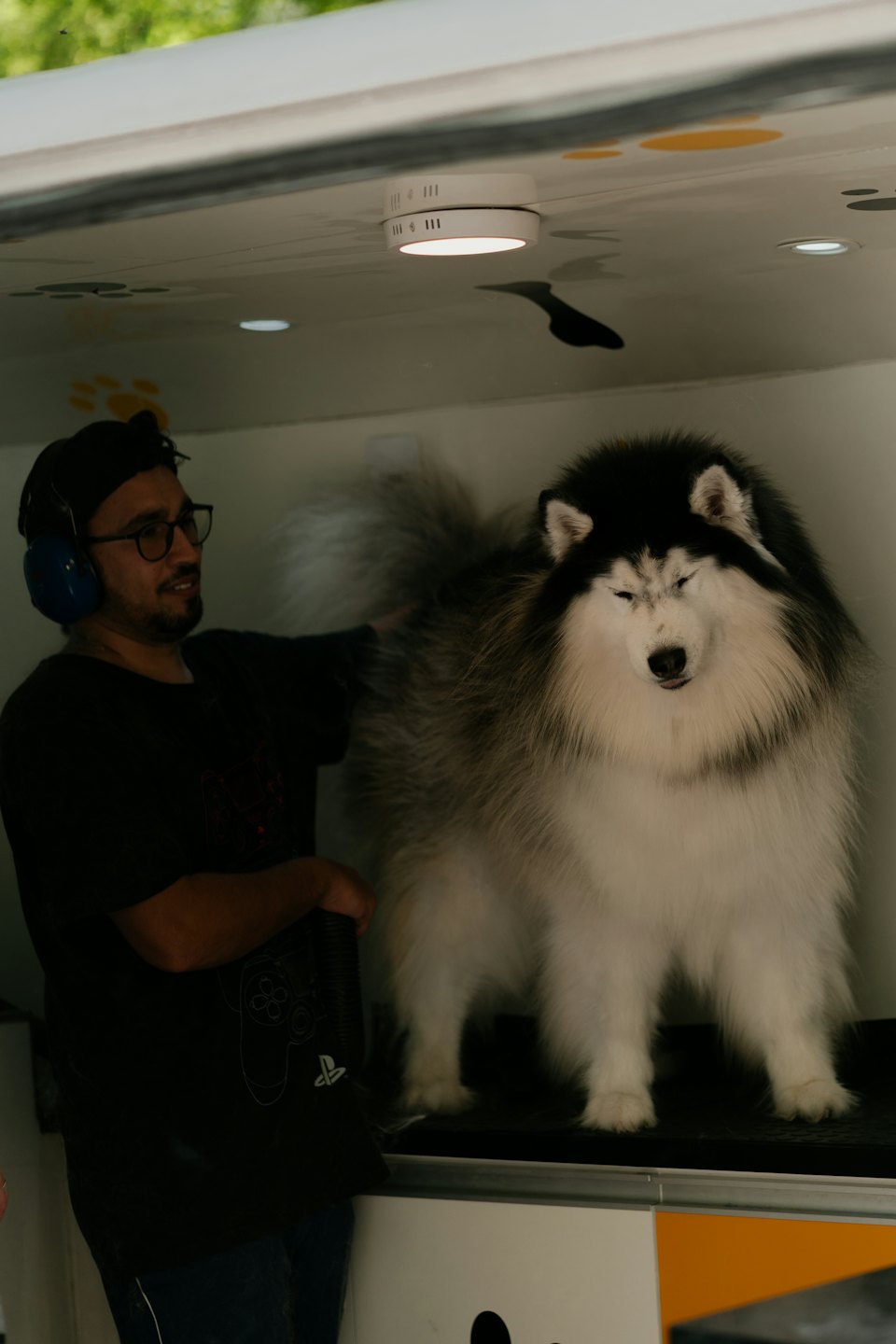 A groomer dries a fluffy dog inside a mobile grooming van.